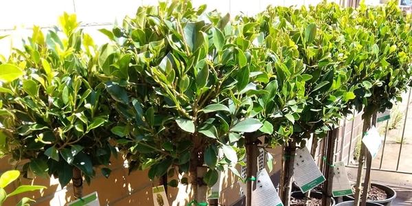 A row of potted small trees with green leaves in a garden center.