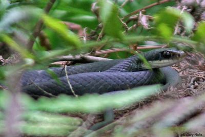 Florida Black Racer