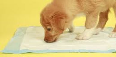 Help!!!  My puppy is going potty in the house.  Helpful tips for House Training your puppy