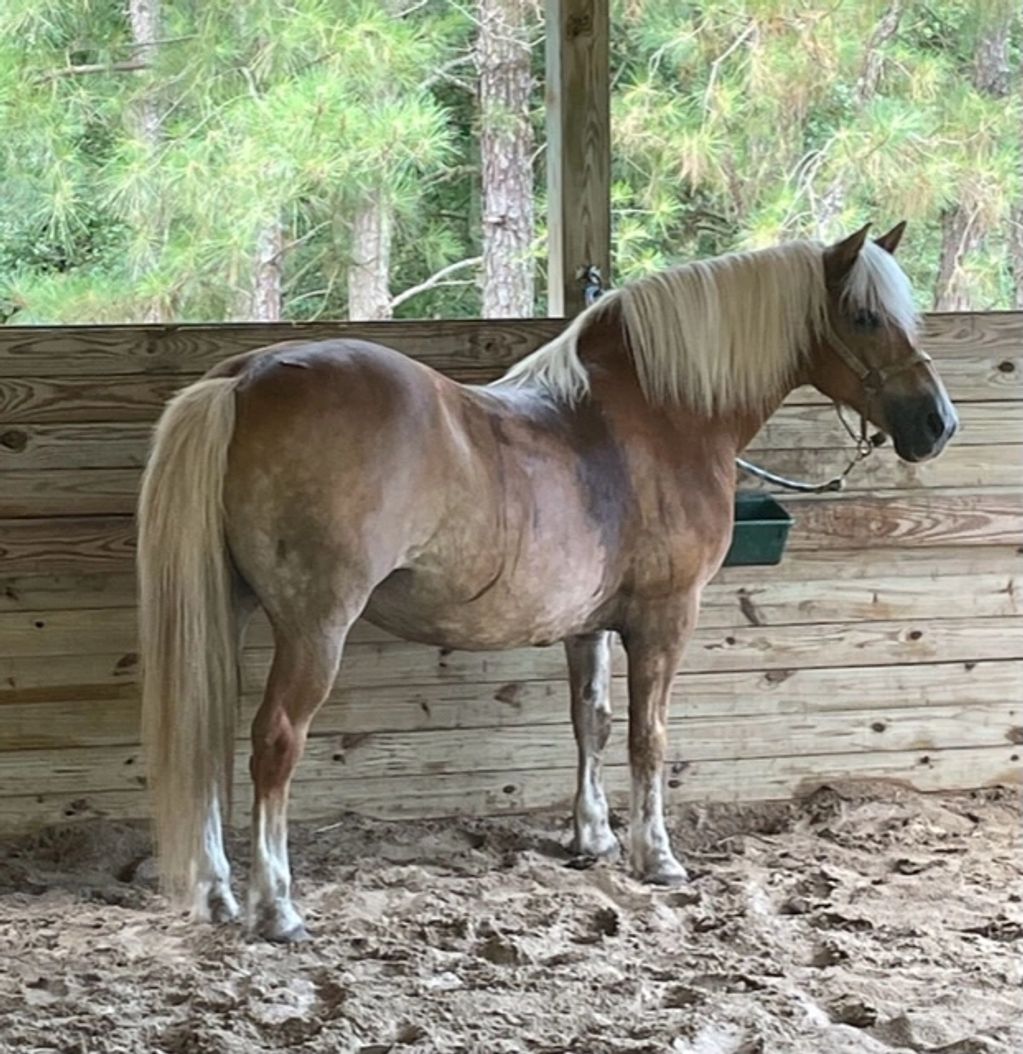 KITTY
 Miss Kitty is a  Haflinger, Haflinger horses are extremely social, relatively small, are alwa