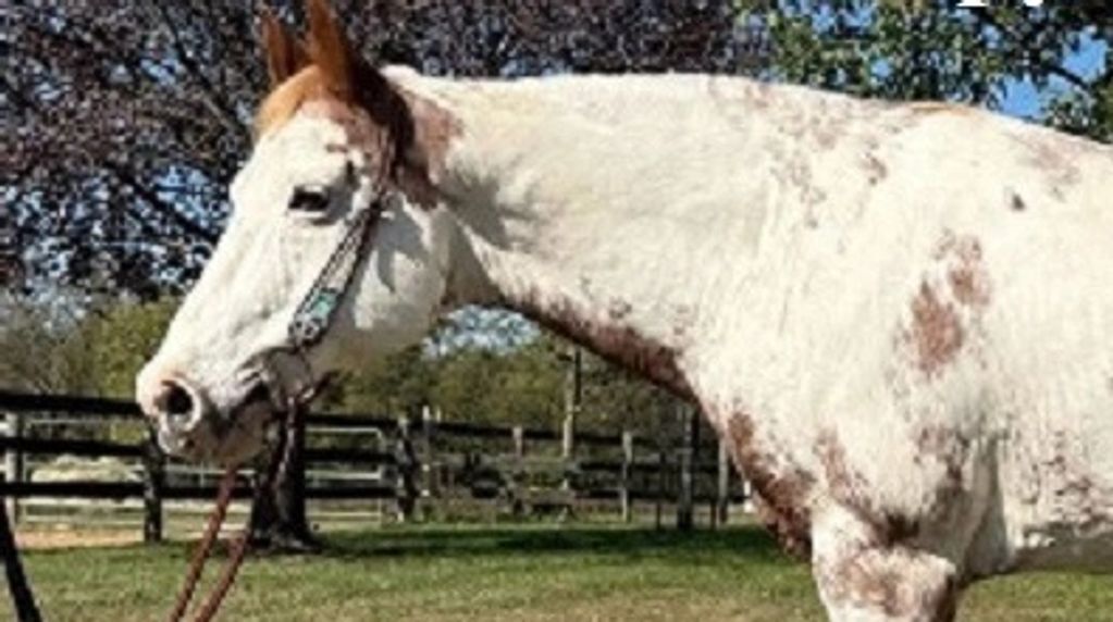 Spotted horse in a grassy fenced area.