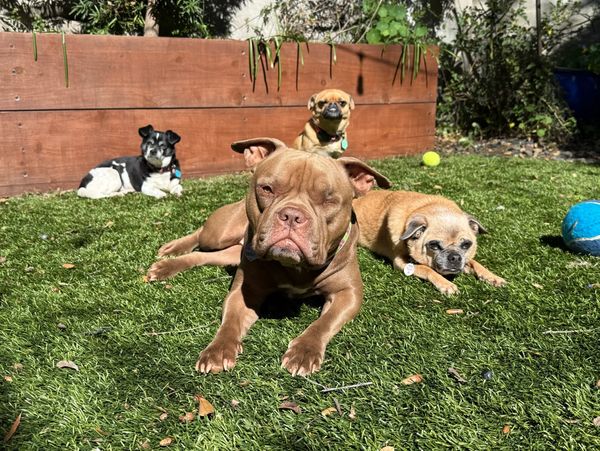 Four dogs relaxing on green grass in a sunny yard with toys around.