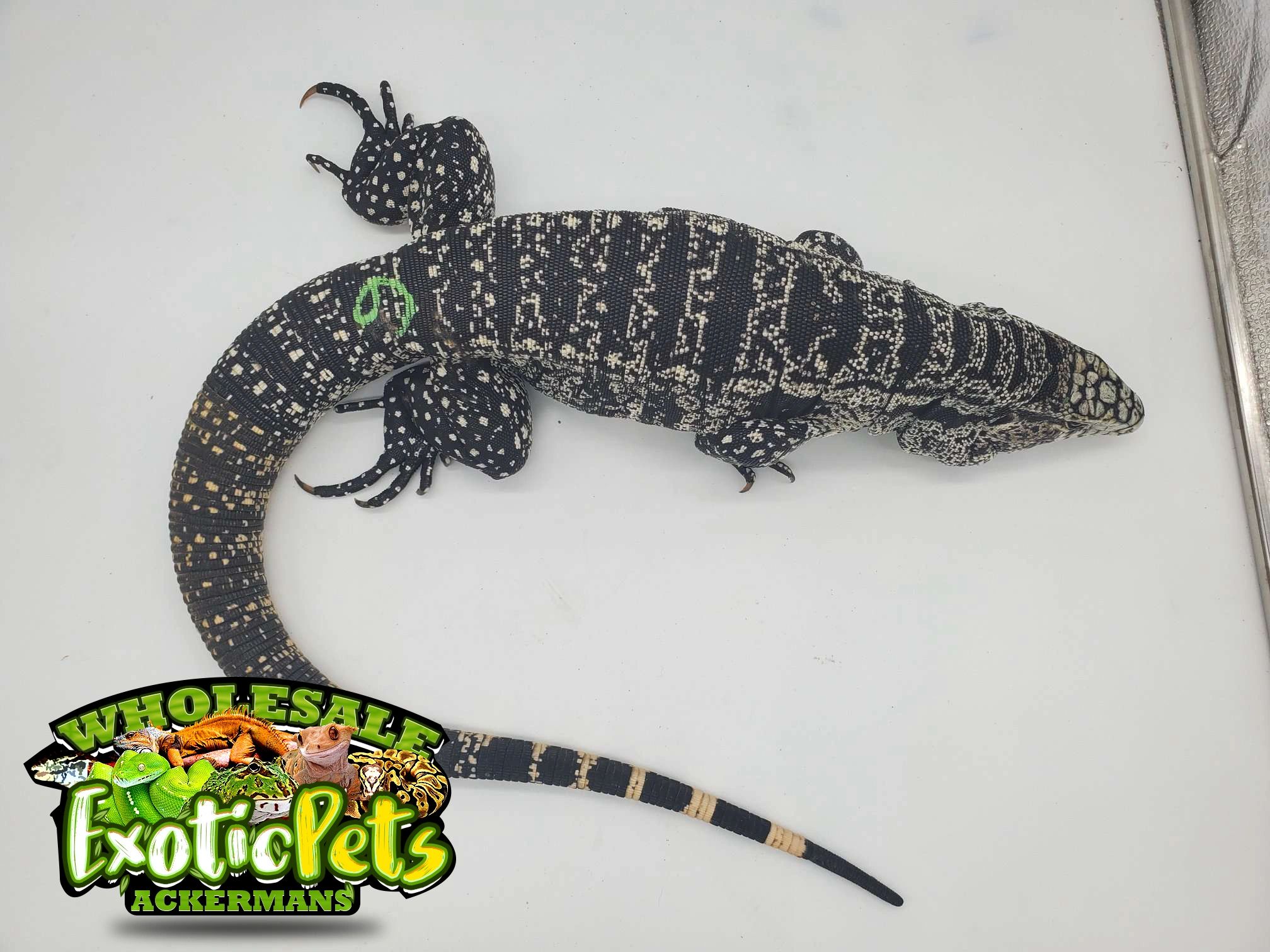 tegu wholesale