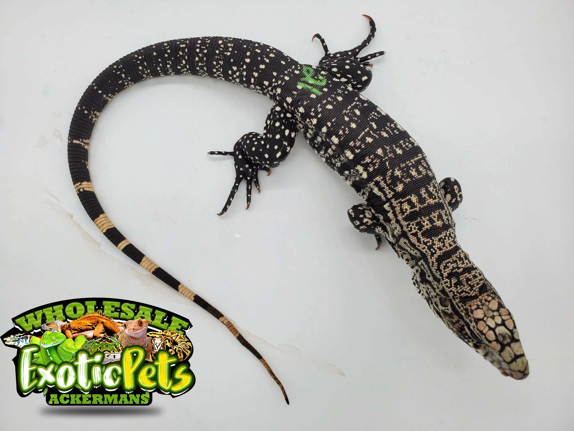 tegu wholesale