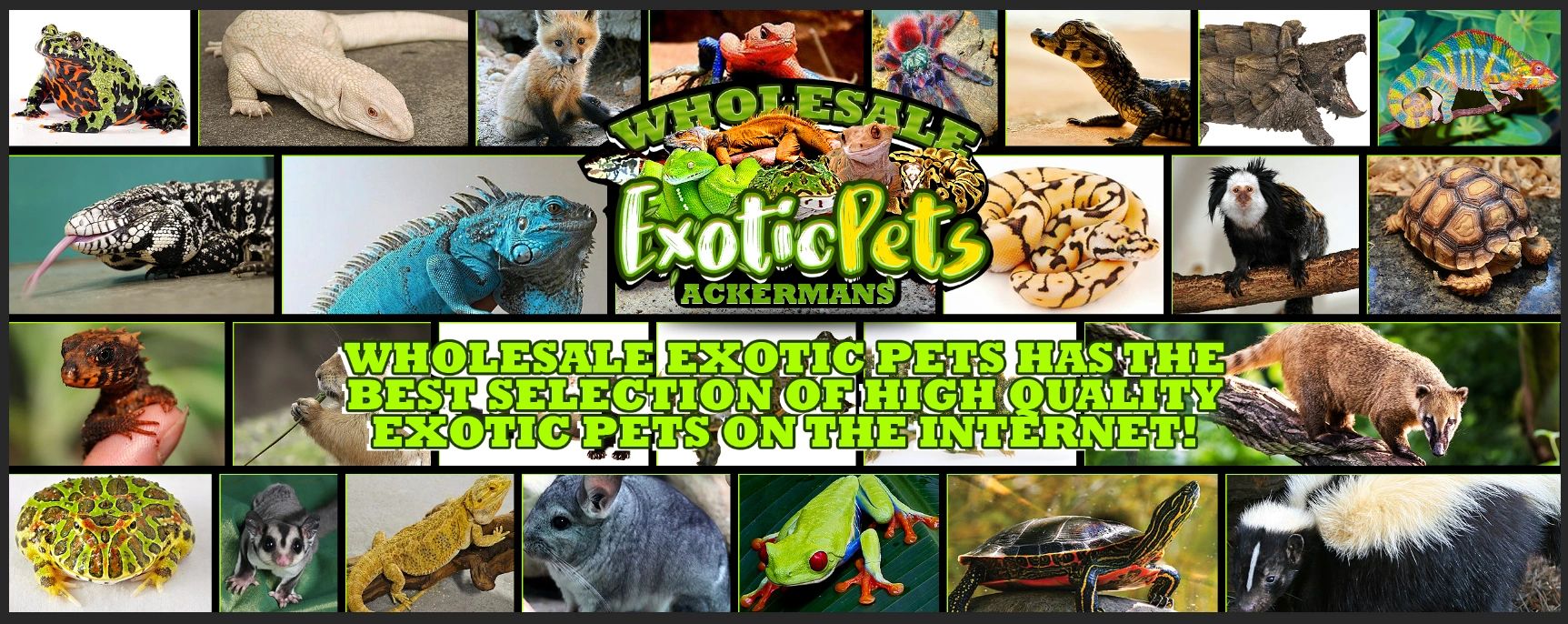 exotic pet store online