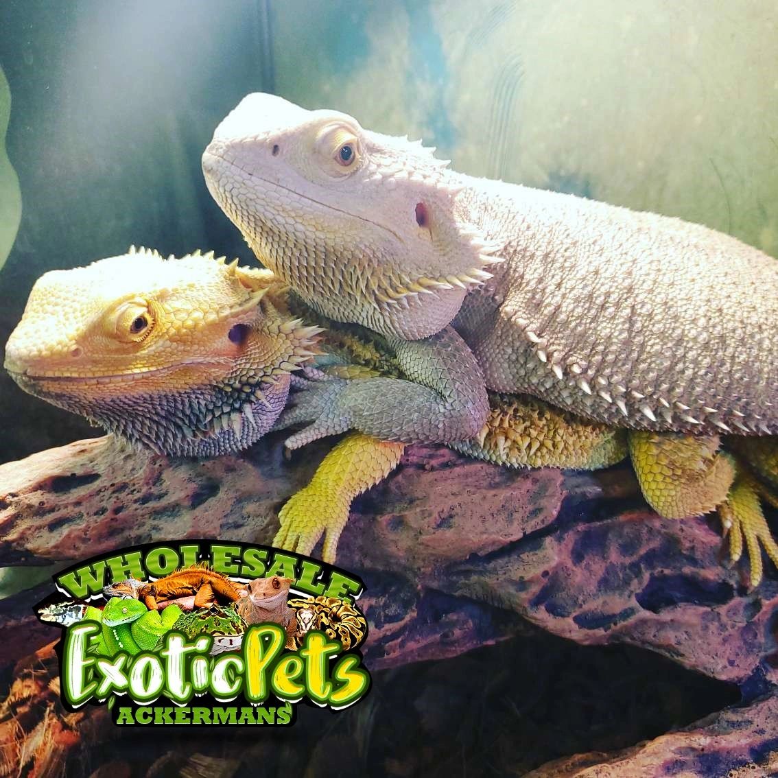 The Best Bearded dragon diet guide