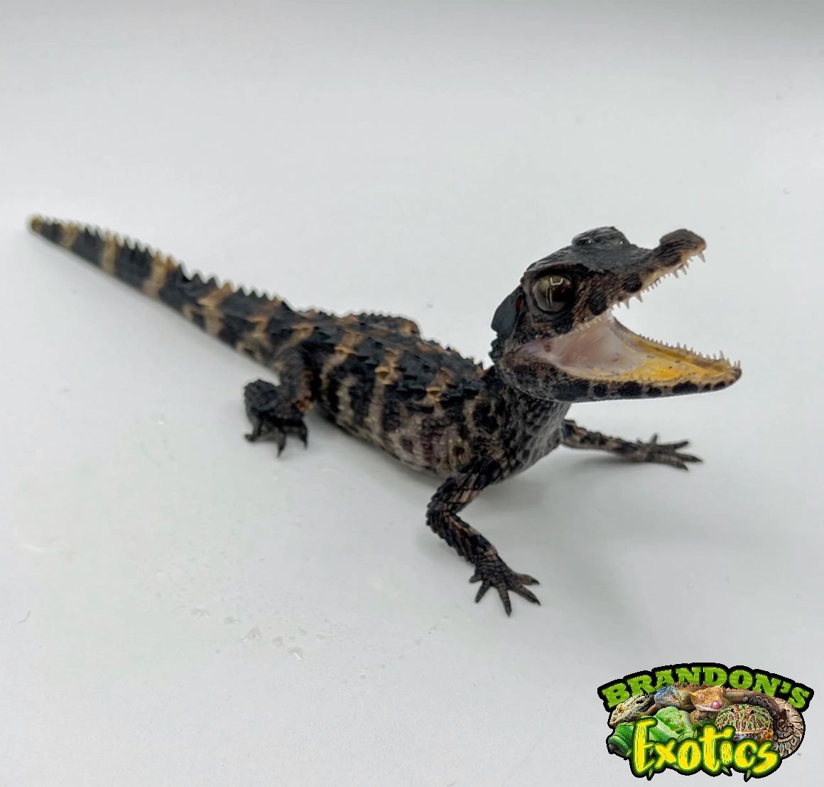 SMOOTH FRONT CAIMAN – SPECIAL BABY TO BIG BABY NO LIVE ARRIVAL GUARANTEE