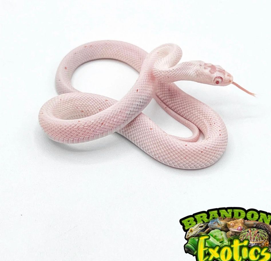 Amel Palmetto Corn Snake