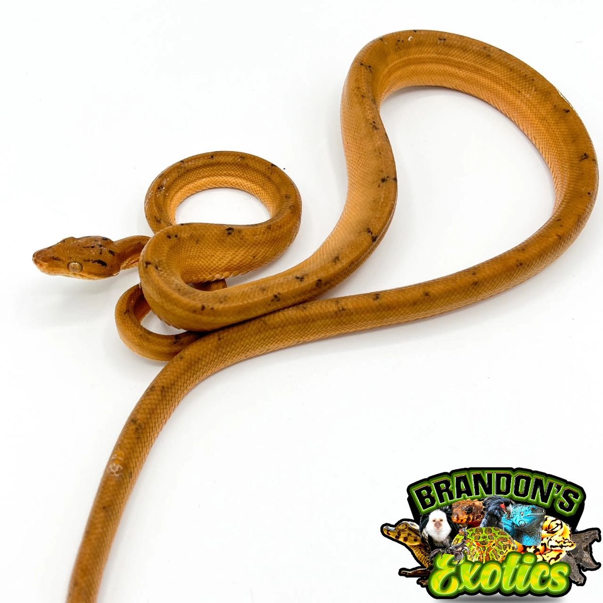 COLORED AMAZON TREE BOAS BABIES AND ADULTS AVAILABLE