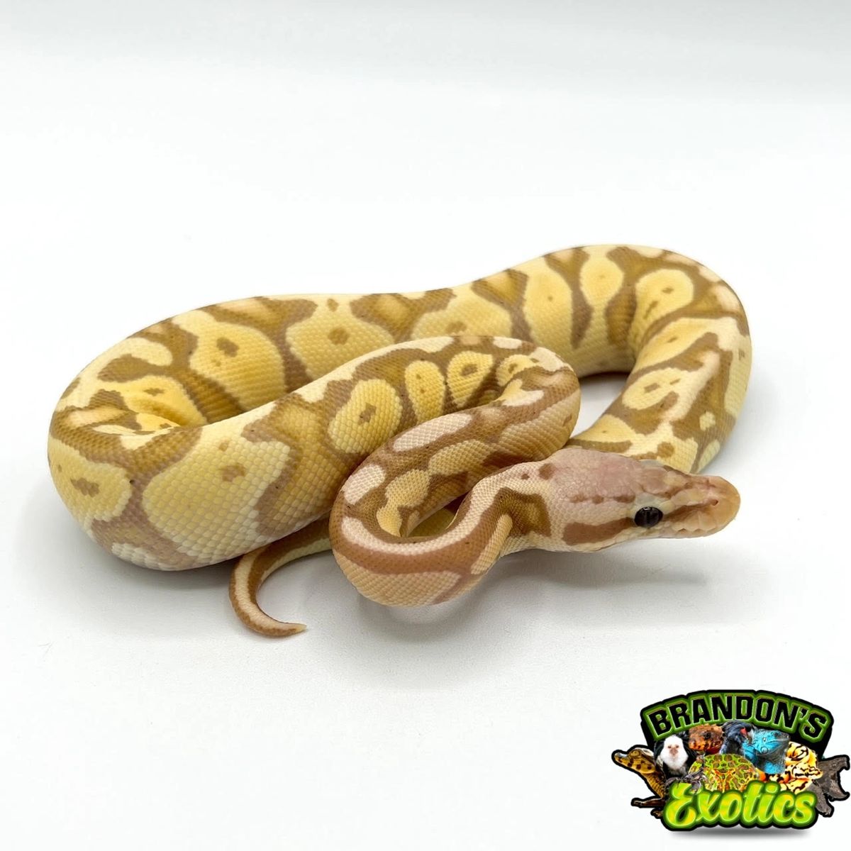 CORAL GLOW PEWTER BALL PYTHON
