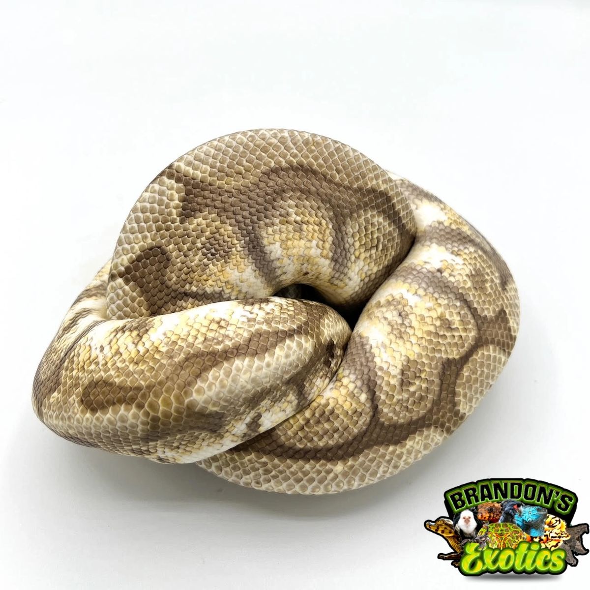 HYPO LESSER BALL PYTHON