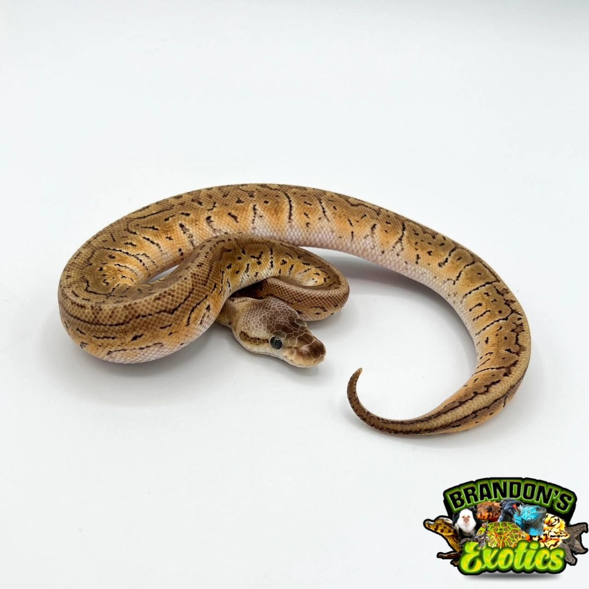 LEMON BLAST BALL PYTHON