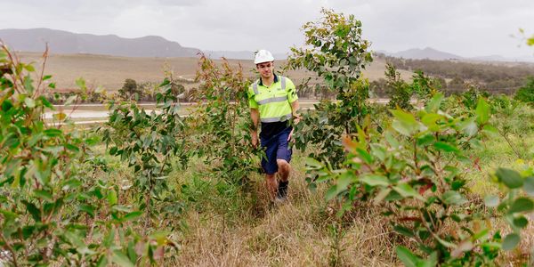 Mine site rehabilitation
Eucalyptus
Environment