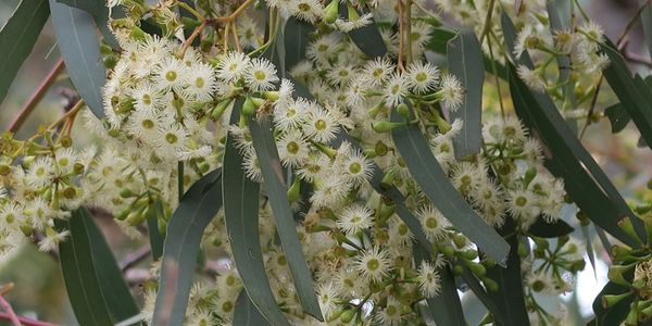 Mine Site Rehabilitation
Eucalyptus
Ironbark
Seed
Environment