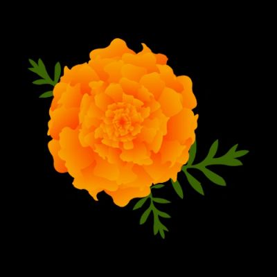 Bright orange marigold flower with green leaves on black.