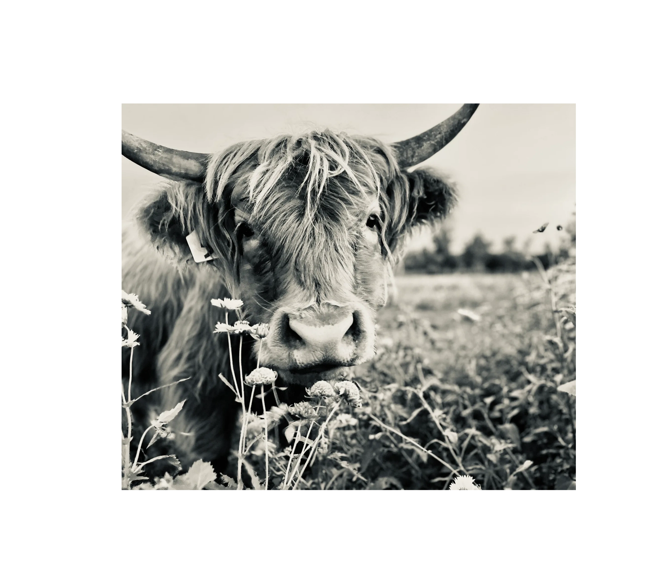 Choosing Joy; Scottish Highland Cow