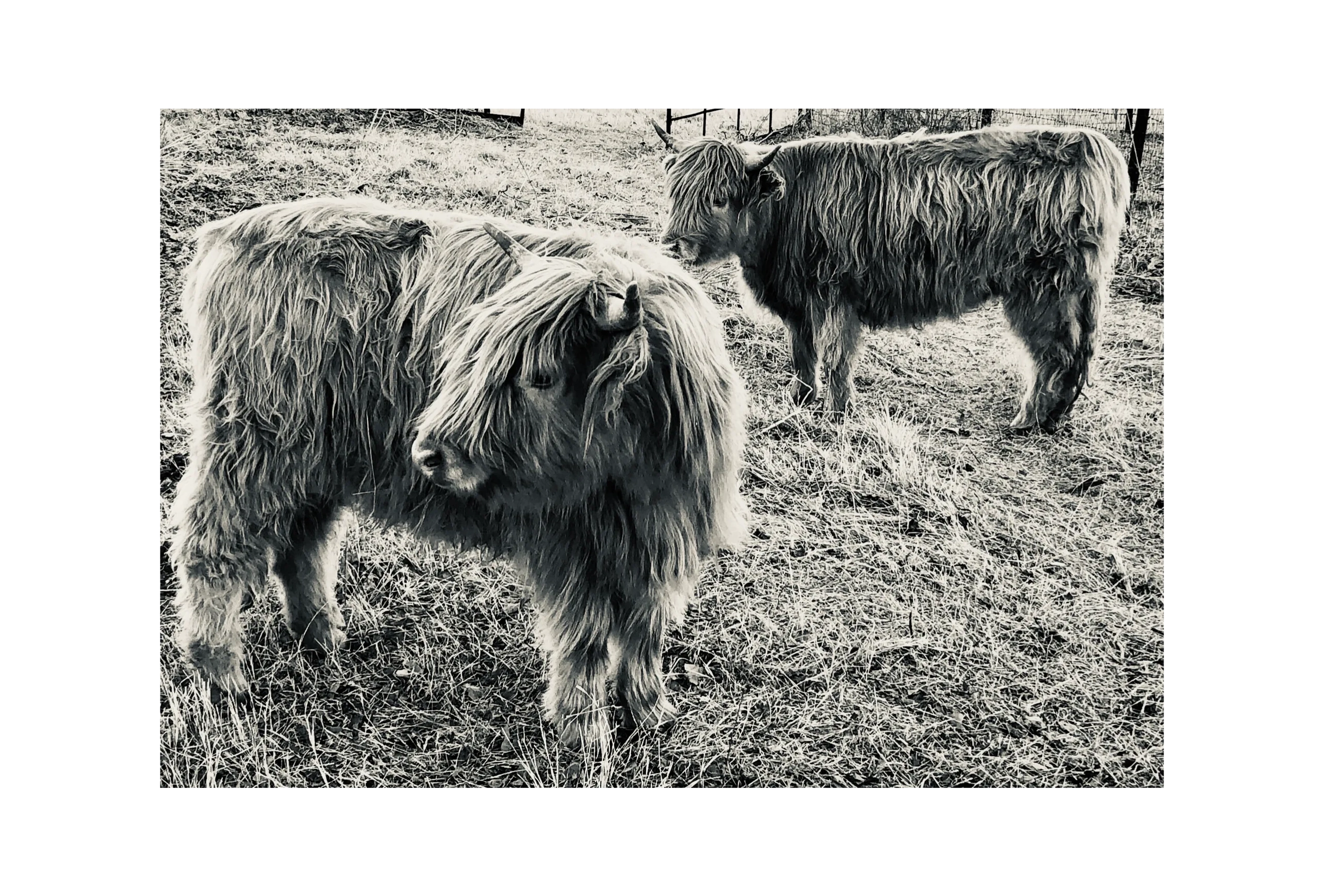 The Shaggy Ones: Scottish Highland Cattle