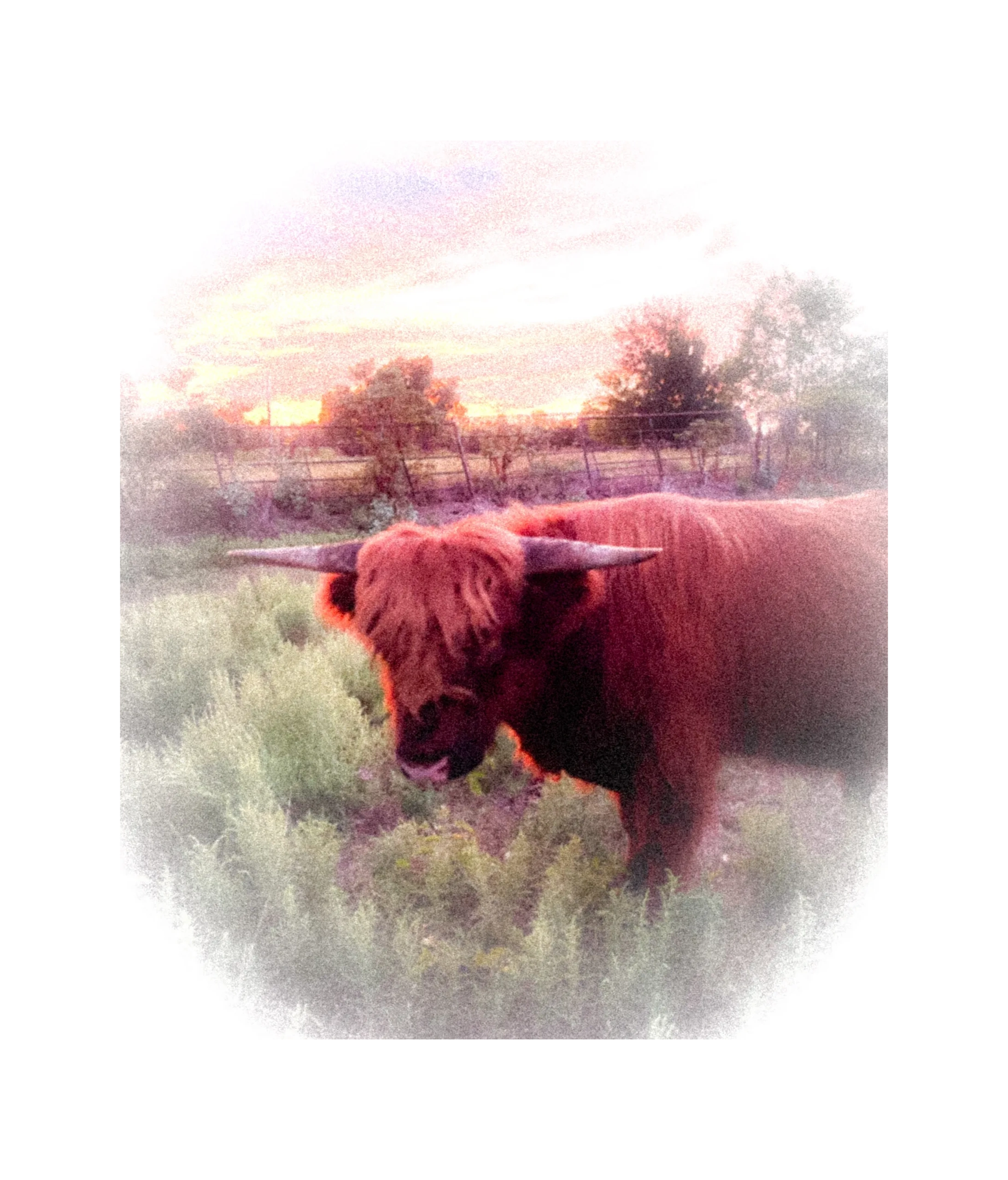 Highland in the Mist; Scottish Highland Bull