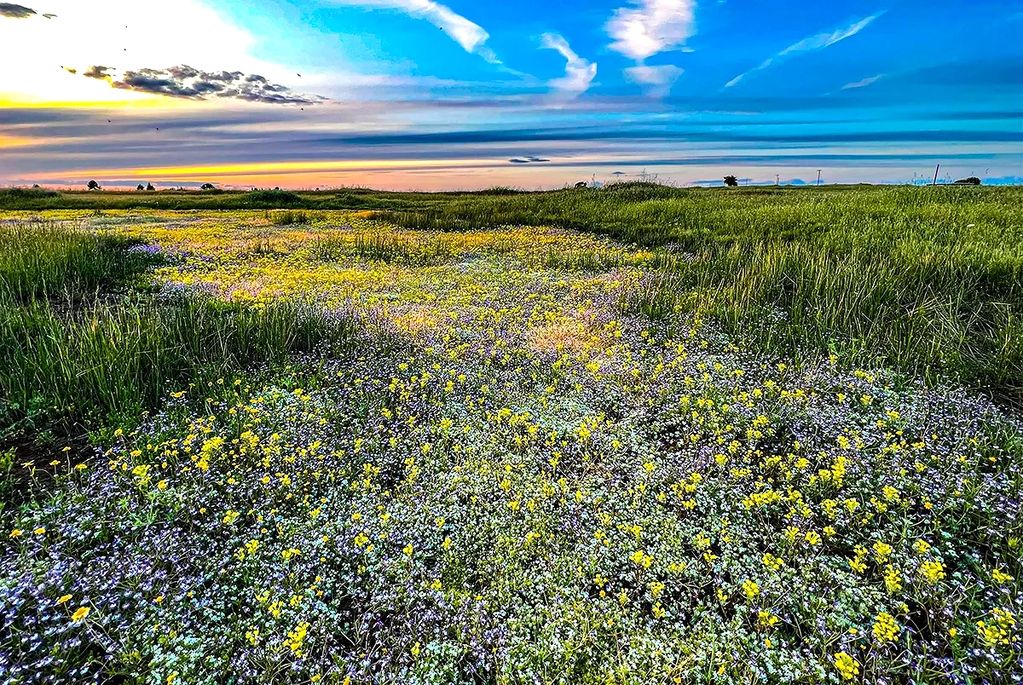 Vernal pools at Mather Field. 