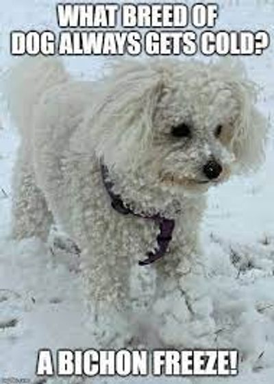 No adult dogs available right now. 