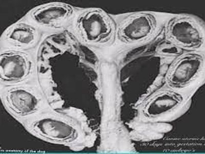 A Canines Uterus With all her growing pups