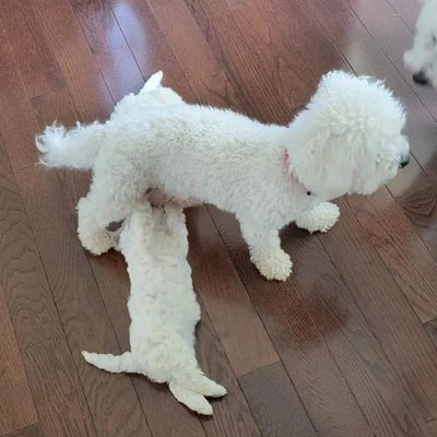 Bichon Frise nursing her pup