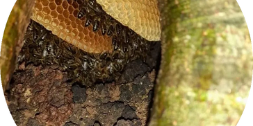 free living honey bee colony in a beech tree cavity
