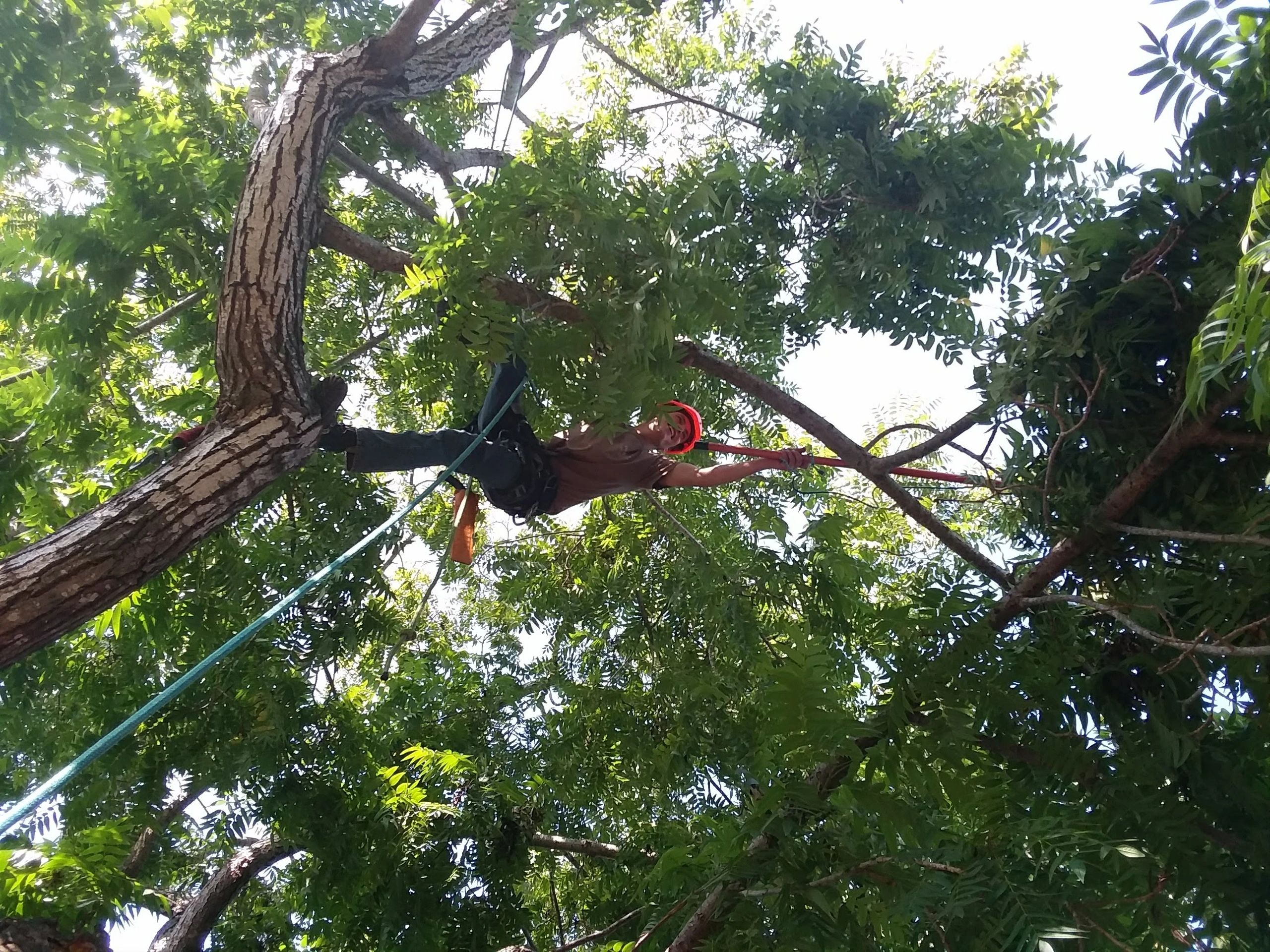 pruning an older and mature walnut tree 