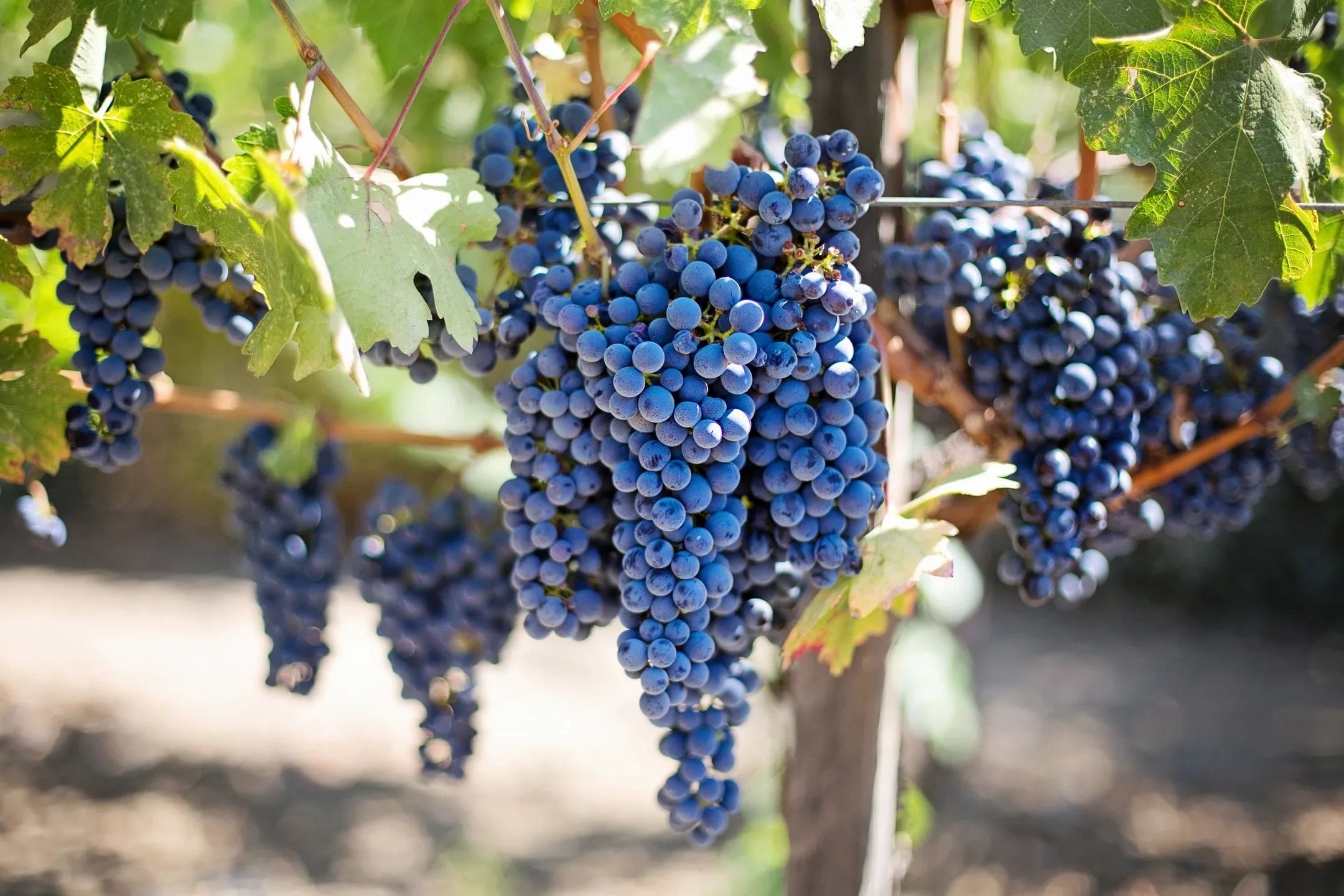Harvest is just around the corner. Come sip some wine and taste a few berries, out at the vineyard.