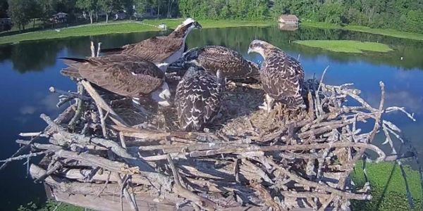 Our first family of Ospreys arrived in the Summer of 2018 and have returned every year Since.