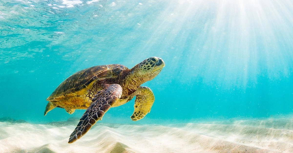 Happy World Sea Turtle Day