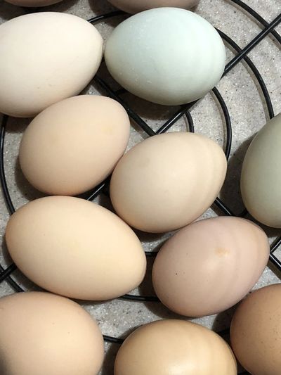 Farm Fresh Eggs from Little Cedar Farm in Elon, NC