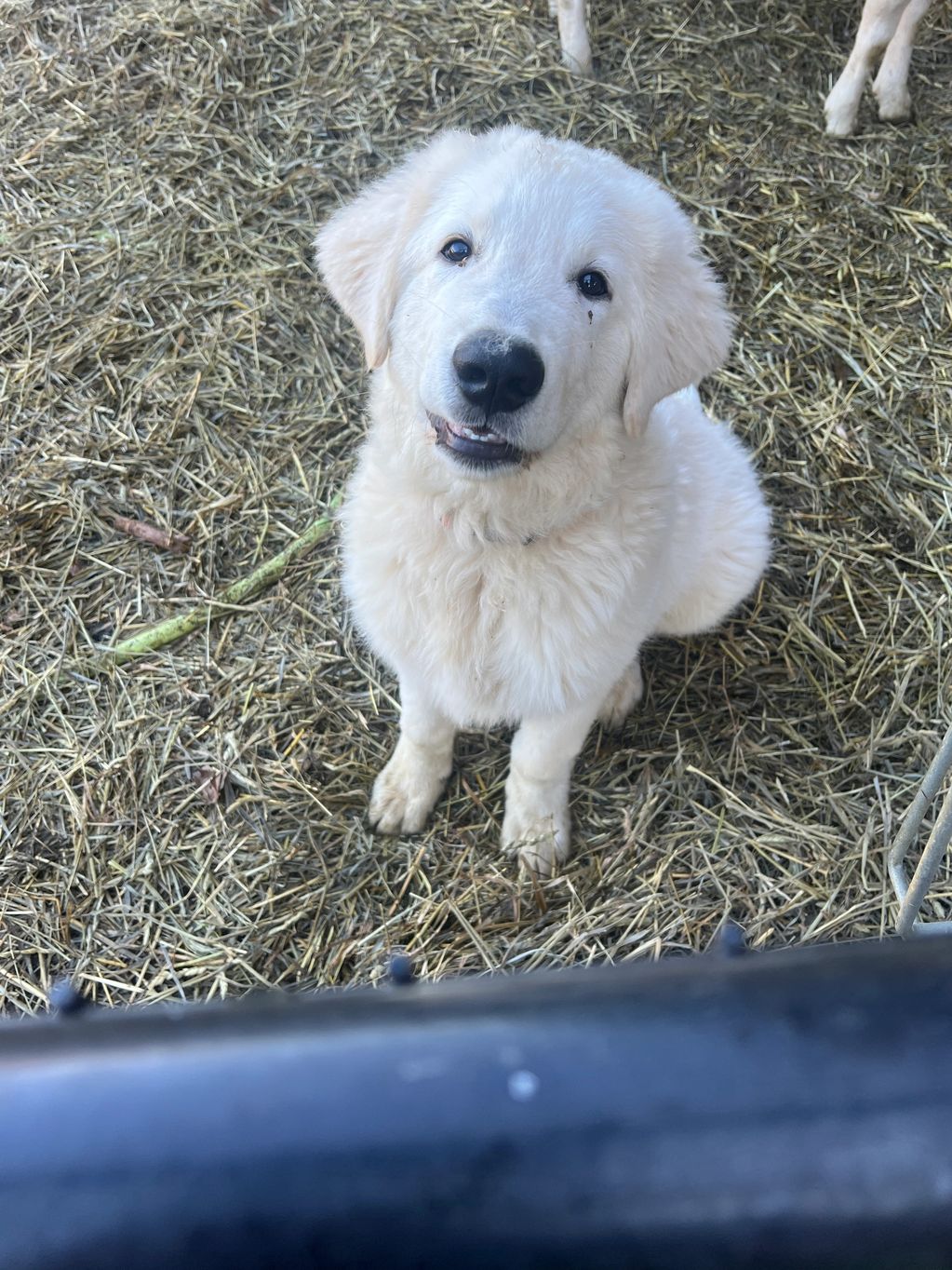 Max, as a puppy