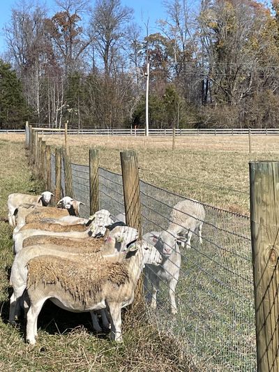 Sheep and Rams Farm fresh eggs and farm fresh lamb from Little Cedar Farm in the Burlington, NC area