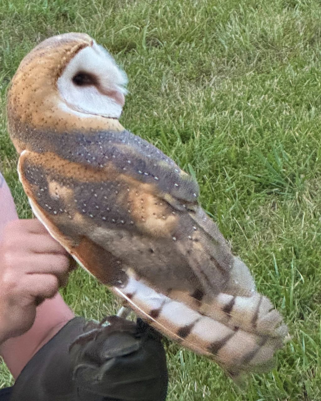 Barn Owl at Little Cedar farm in Elon, NC 