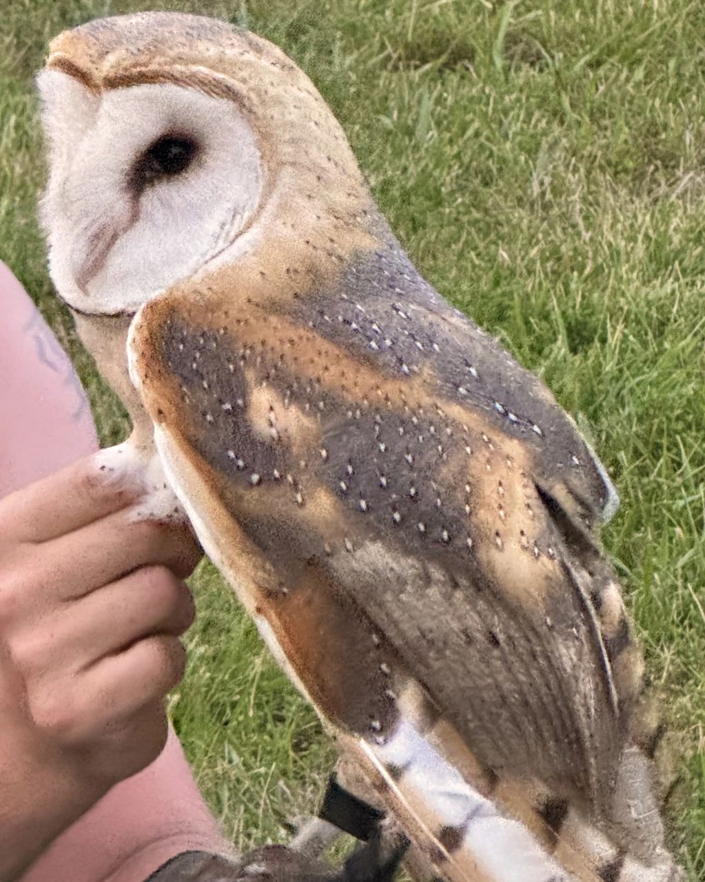 Barn Owl at Little Cedar farm in Elon, NC 