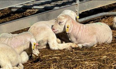 White Dorper Sheep  Farm fresh eggs farm fresh lamb from Little Cedar Farm in Elon, NC