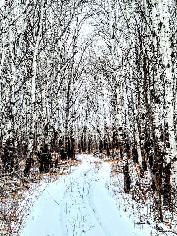 Snowy path through a dense forest of tall birch trees in winter.
