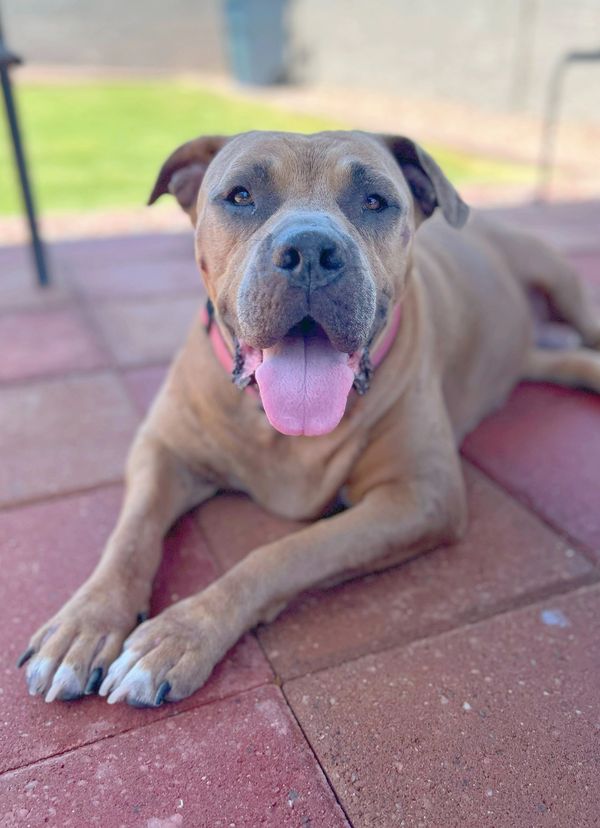 Penny, a 7-year old mastiff mix with tan coloring poses for her photos.