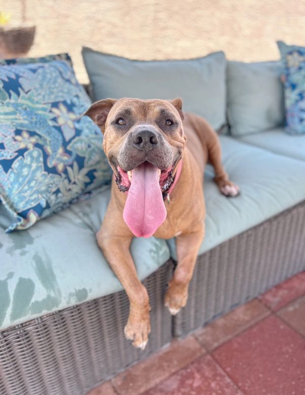 Penny, a 7-year old mastiff mix with tan coloring poses for her photos.