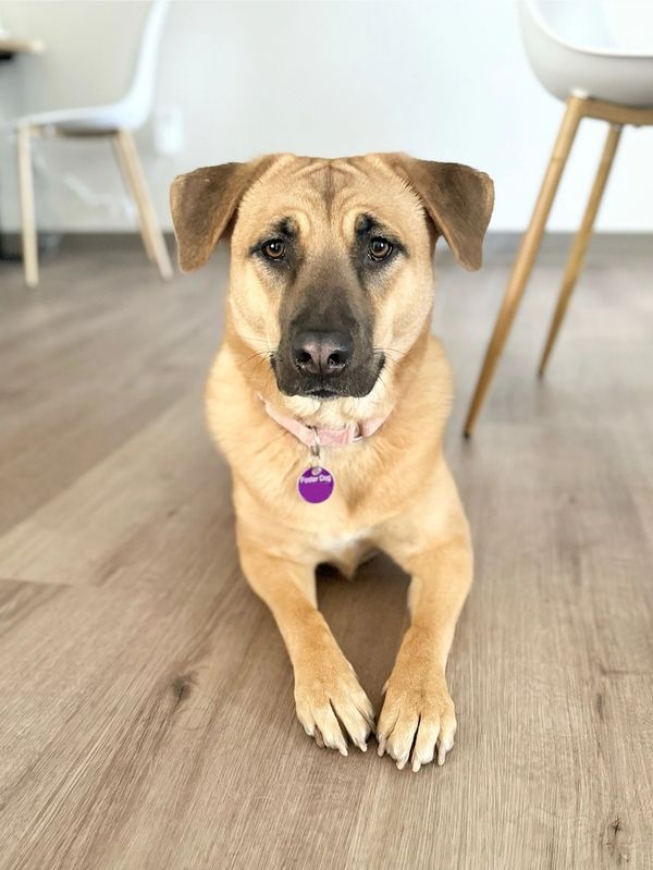 Leia, a tan mixed-breed adult dog.