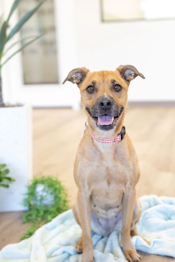 Minnie, a 4-year old tan-colored mixed dog poses for her photos.