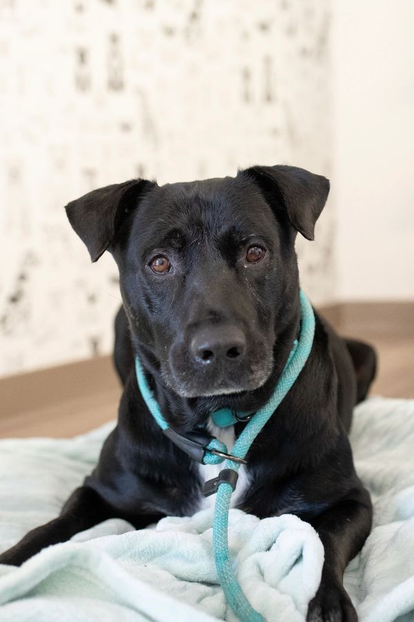 Buddy, a 7-year old lab mix with black coloring and a white splotch on chest poses for his photos.