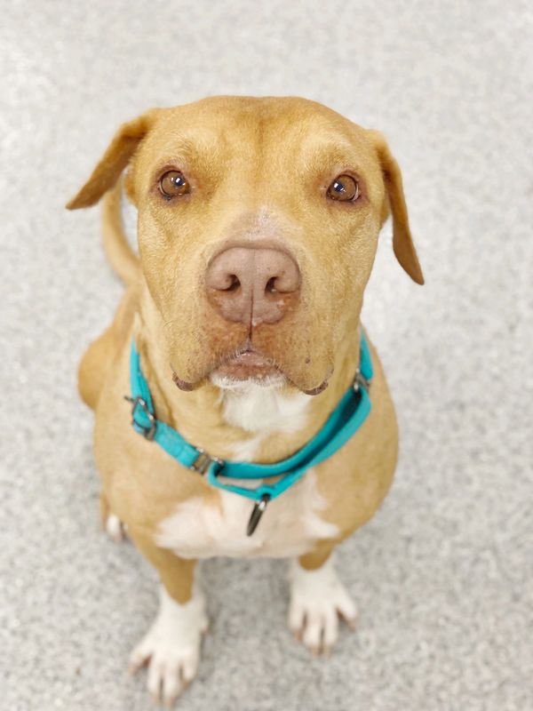 Bruce, a 6-year old pit bull mix with tan coloring and white paws poses for photos.