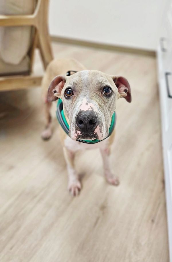 Thomas, a gray and white shar-pei mix.