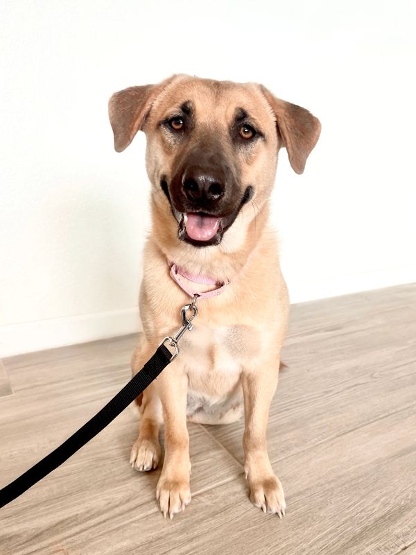 Leia, a tan mixed-breed adult dog.