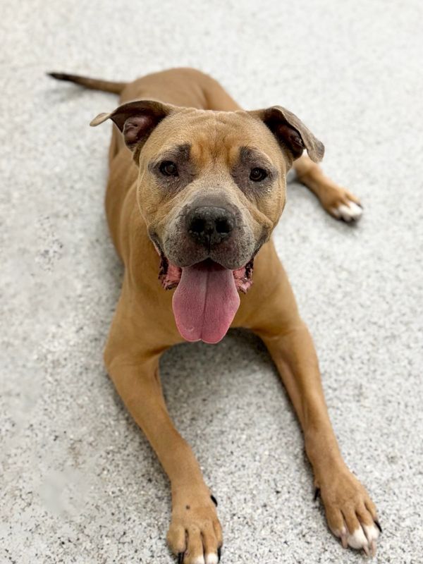 Penny, a 7-year old mastiff mix with tan coloring poses for her photos.