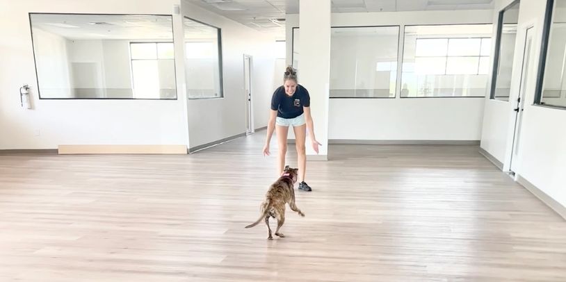 A woman in a black shirt plays with a dog in a spacious room.