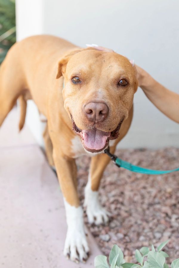 Bruce, a 6-year old pit bull mix with tan coloring and white paws poses for photos.