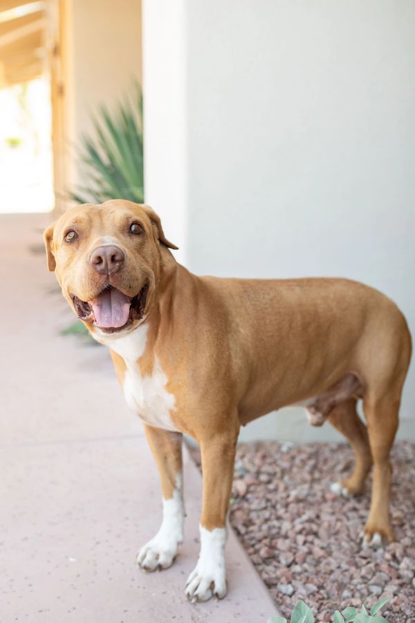Bruce, a 6-year old pit bull mix with tan coloring and white paws poses for photos.